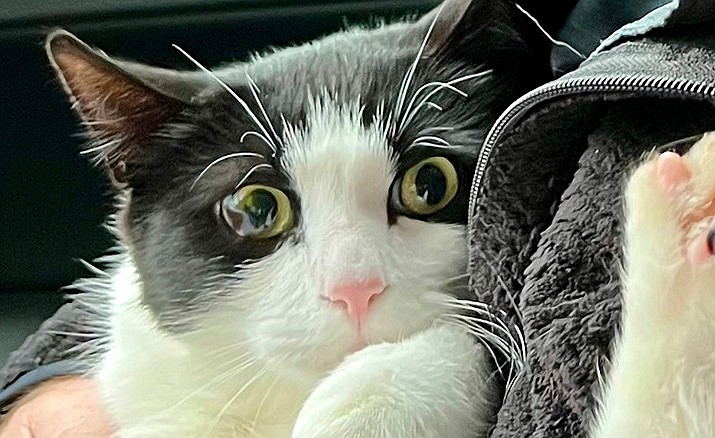 In this photo provided by Elizabeth Wilkins is Leo the cat in Juneau, Alaska, on Aug. 31, 2023. Elizabeth Wilkins and her partner Tom Schwartz were reunited with Leo 26 days after their home collapsed Aug. 5, 2023, into the swollen Mendenhall River in Juneau, Alaska. (Elizabeth Wilkins via AP)