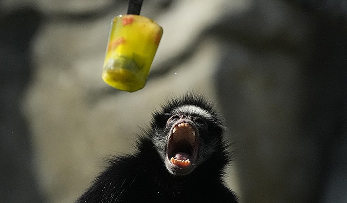 A spider monkey opens its mouth as frozen fruit is served at the BioParque do Rio amid a heat wave in Rio de Janeiro, Brazil, Friday, Sept. 22, 2023. (AP Photo/Silvia Izquierdo)