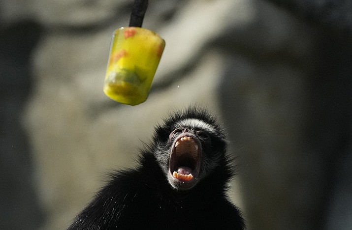 A spider monkey opens its mouth as frozen fruit is served at the BioParque do Rio amid a heat wave in Rio de Janeiro, Brazil, Friday, Sept. 22, 2023. (Silvia Izquierdo/AP)