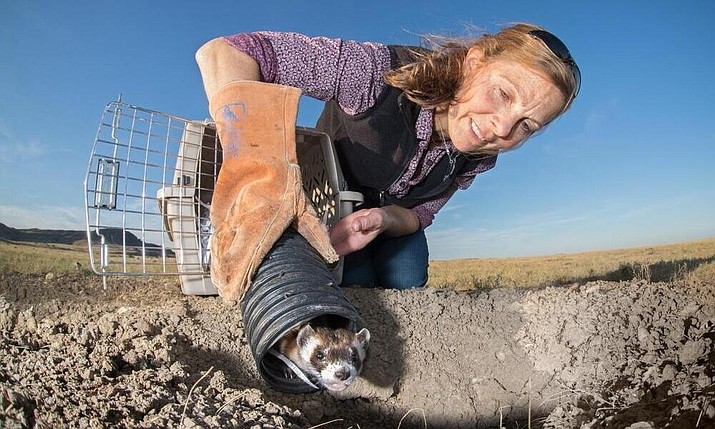 WWF NGP biologist and black-footed ferret expert Kristy Bly prepares to release a black-footed ferret (Mustela nigripes) from its pet carrier at Snake Butte on the Fort Belknap Reservation, northern Montana, United States. (Photo/Copyright Clay Bolt, WWF/Conservation Media)