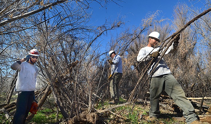 Friends of the Verde River crews work to remove thick tamarisk plants from private property on the banks of the Verde River in Camp Verde in 2019. (VVN/file/Vyto Starinskas)