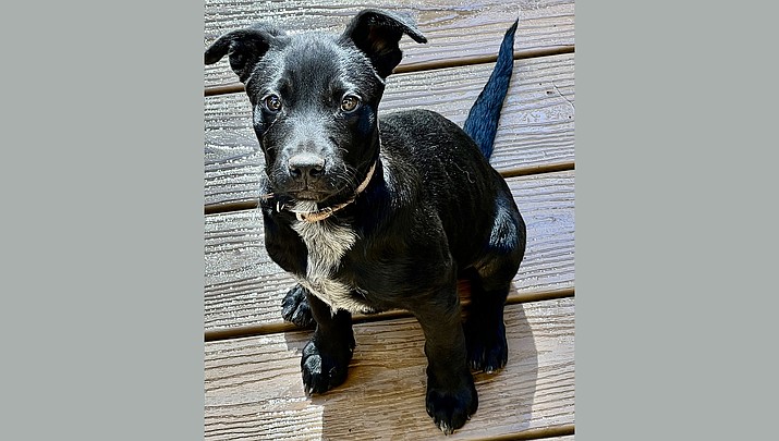 Salem is a 3-month old, most likely heeler with some possible lab mixed in for fun. (Courtesy photo)