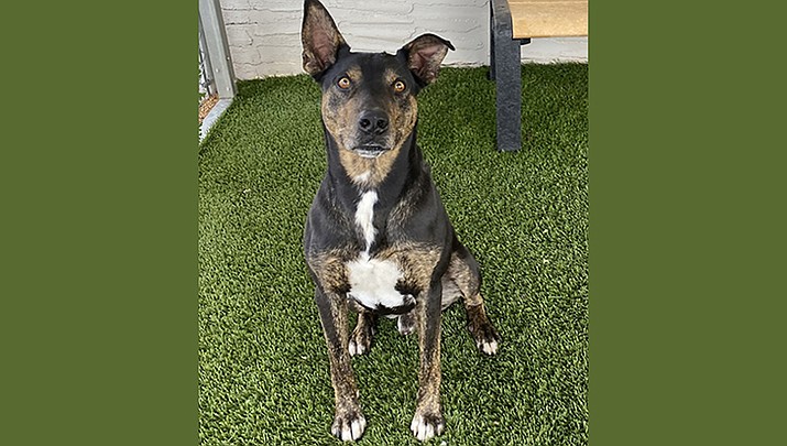 Toes is an approximately 2-year-old Bull Terrier mix. (Courtesy photo)