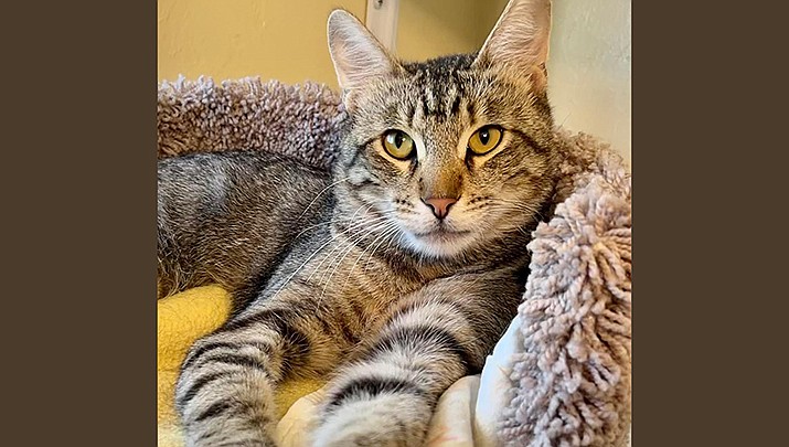 Tiger is a sweet 1-year-old gray tabby who came to Miss Kitty’s as a stray. (Courtesy photo)