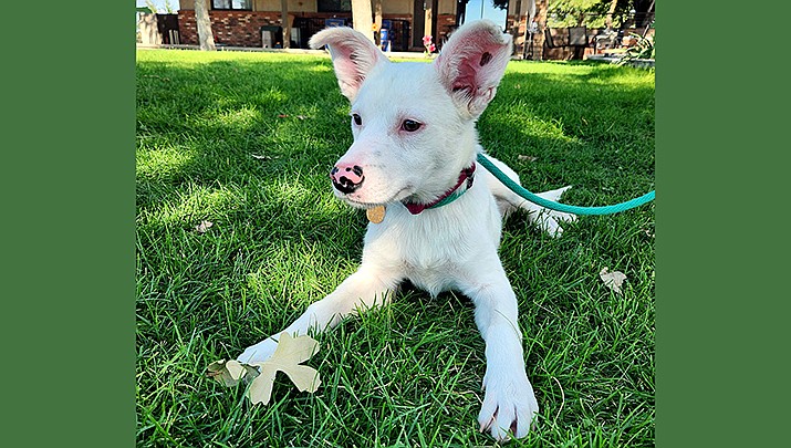 Harper is a cattle dog mix whose striking white coat and cute little spots on her nose and ears sets her apart. (Courtesy photo)