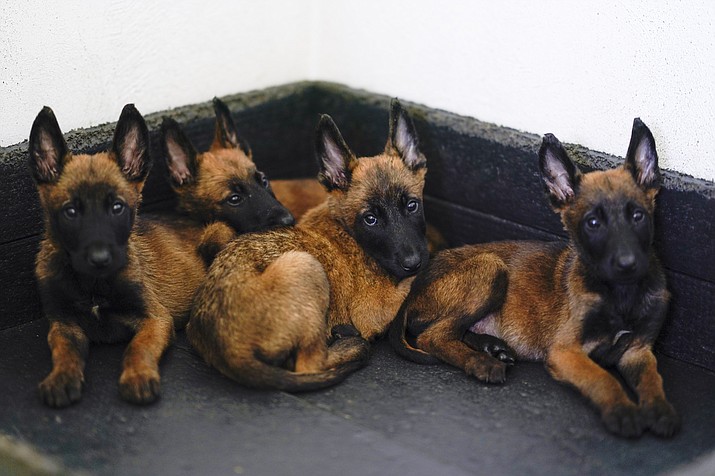 Belgian Malinois puppies rest at the Mexican Army and Air Force Canine Production Center in San Miguel de los Jagueyes, Mexico, Tuesday, Sept. 26, 2023. The puppies will one day become rescue dogs or drugs and explosives’ detectors after get basic training at the center. (Eduardo Verdugo/AP)