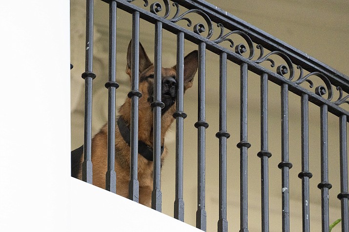 President Joe Biden's dog Commander, a German shepherd, sits at the Truman balcony of the White House, Saturday, Sept. 30, 2023, in Washington. (Manuel Balce Ceneta/AP)