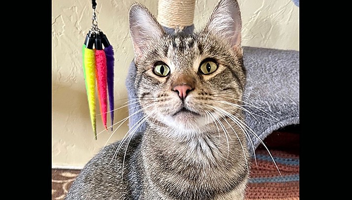 Kitty Poo is a 4-year-old light gray tabby. (Courtesy photo)