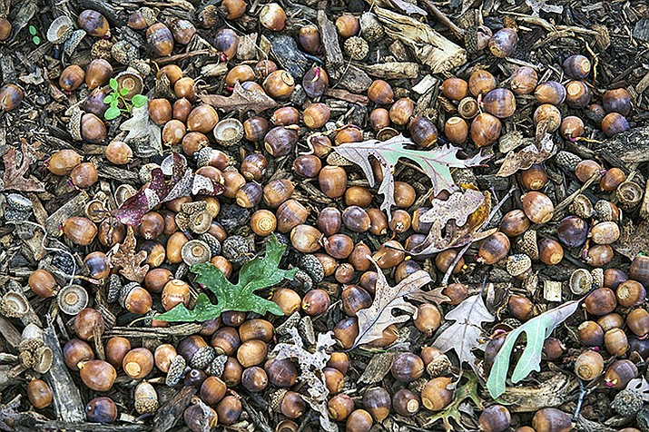 This Oct. 4, 2023, image provided by The Morton Arboretum shows an abundance of fallen acorns under an oak tree. (The Morton Arboretum/AP)