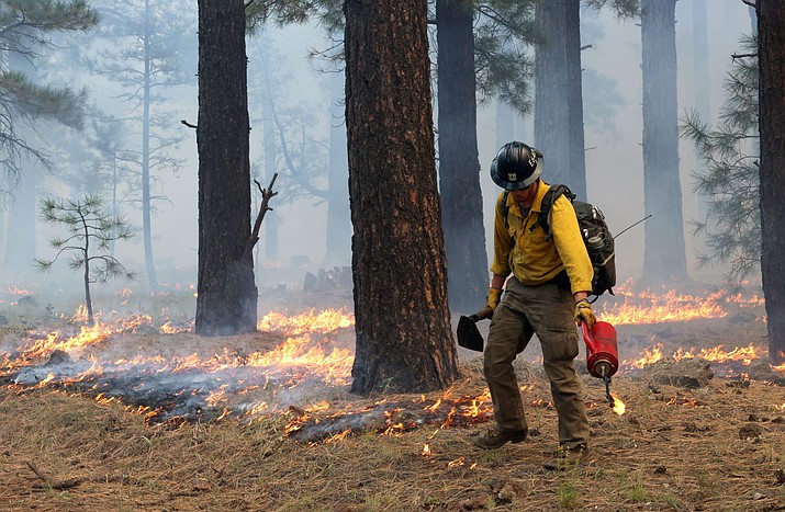Ashton Johnson uses his drip torch during a prescribed burn operation in Kaibab National Forest on Oct. 5. Fire crews planned to burn around 2,300 acres of land that day. (Photo/Kevinjonah Paguio/Cronkite News)