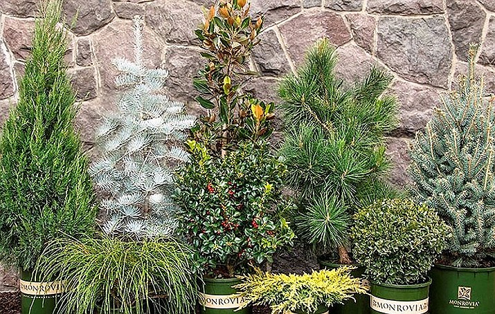 Evergreen shrubs of winter. (Watters Garden Center/Courtesy photos)