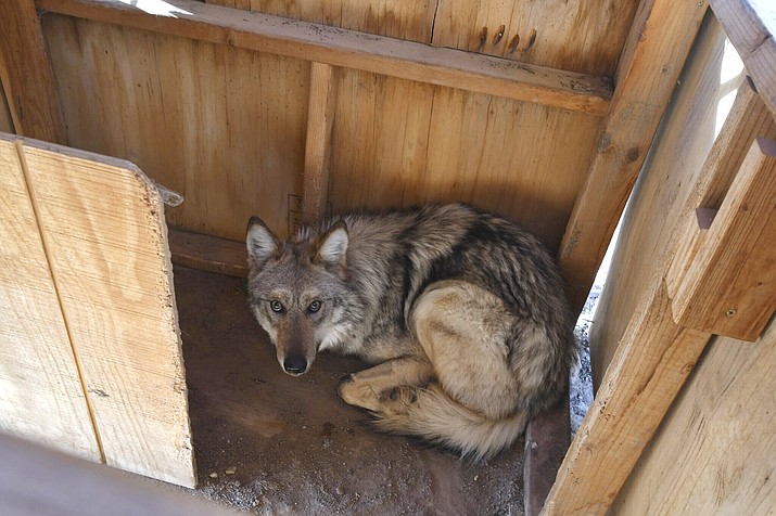 In this Feb. 9, 2023, image provided by the U.S. Fish and Wildlife Service is the female Mexican gray wolf F2754 in a capture box at the agency’s wolf management facility at the Sevilleta National Wildlife Refuge in central New Mexico. Federal biologists confirmed Nov. 2 that the wolf has traveled beyond the boundaries of the Mexican gray wolf recovery area for the second time and has been located west of Jemez Springs, New Mexico. (Aislinn Maestas/U.S. Fish and Wildlife Service via AP)