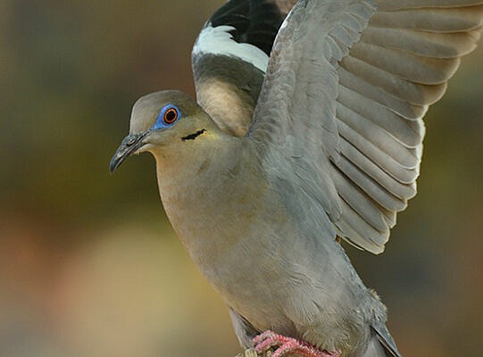 The second dove season opens Nov. 17. (Photo/Arizona Game and Fish)