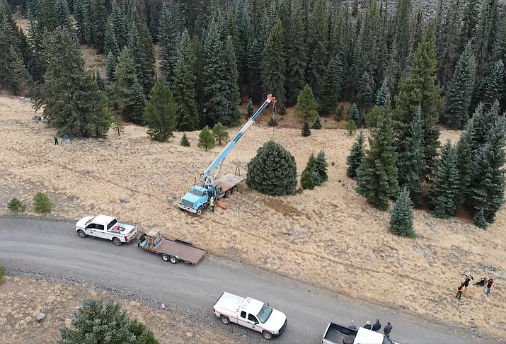 The White Mountain Apache Tribe donated a blue spruce for the Arizona State Christmas Tree this year. (Photo/DFFM)