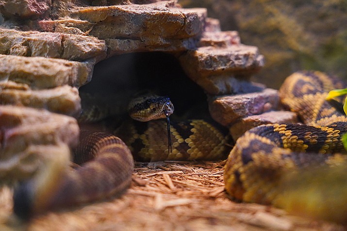 Two black-tailed rattlesnakes sit in their enclosure at the Phoenix Herpetological Sanctuary in Scottsdale, on Sept. 18, 2023. (Kiersten Edgett/Cronkite News)