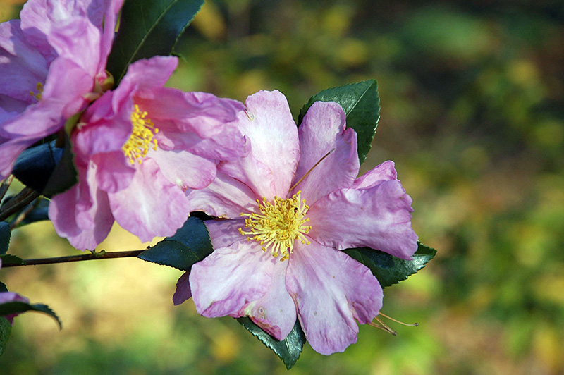 Inspect Camellias Now for Tea Scale