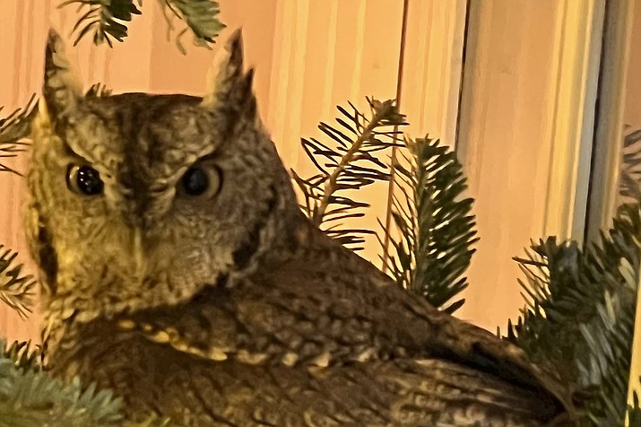 A baby owl is found sitting in a Christmas tree in Lexington, Kentucky on Nov. 27, 2023. The bird was safely released into the family’s backyard. (Bobby Hayes via AP)