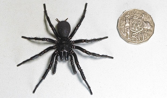 In this Dec. 10, 2023 photo supplied by the Australian Reptile Park, a male specimen of the Sydney funnel-web spider, the world's most poisonous arachnid, has been found and donated to the Australian Reptile Park, north of Sydney.(Caitlin Vine/Australian Reptile Park via AP)