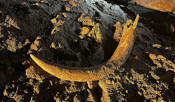 In this image provided by Coleman Fredricks, coal miners unearthed a mammoth tusk in May 2023 at the Freedom Mine near Beulah, N.D. The large scoop of an electric shovel dug the tusk out of the earth and dropped it into a truck, which later dumped the load, revealing the tusk. The North Dakota Geologic Survey subsequently visited the mine and dug for more bones at the site, finding more than 20 mammoth bones, now wrapped in plastic for their protection as paleontologists work to preserve them. (Coleman Fredricks via AP)