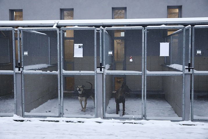 Two dogs wait to be adopted or temporarily fostered, in Krakow, Poland on Sunday Jan. 7, 2024. The KTOZ Shelter for Homeless Animals on Friday sent out an urgent appeal to people to adopt or at least temporarily shelter some of its dogs until the dangerous cold spell passes. It didn’t have room inside for all of its 300 dogs and some were in pens outdoors. What it called “Operation Frost” was a huge success, with people arriving in droves, waiting in lines for hours and taking home 120 pups. (AP Photo)
