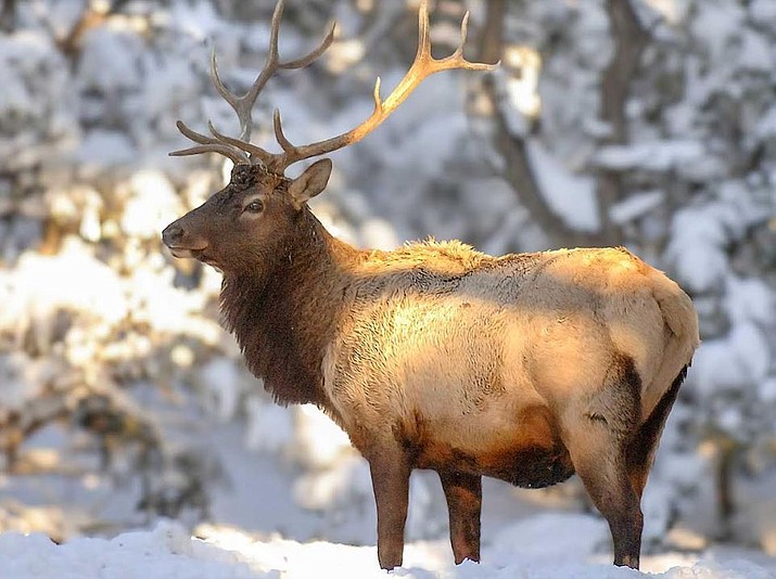 Applications for 2024 Pronghorn and Elk Hunts now open WilliamsGrand