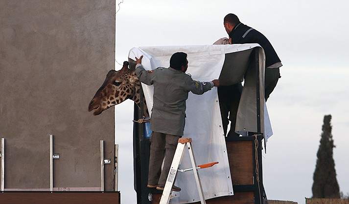 Workers prepare Benito the giraffe for transport at the city-run Central Park Zoo in Ciudad Juarez, Mexico, Sunday, Jan. 21, 2024. After a campaign by environmentalists, Benito left Mexico's northern border and its extreme weather conditions Sunday night and headed for a conservation park in central Mexico, where the climate is more akin to his natural habitat and already a home to other giraffes. (AP Photo/Christian Chavez)