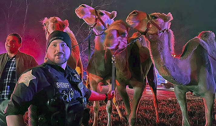 In this photo provided by Grant County Sheriff's Office, animals are rescued by emergency responders after a truck fire near Marion, Ind., early Saturday, Jan. 27, 202. (Grant County Sheriff's Office via AP)