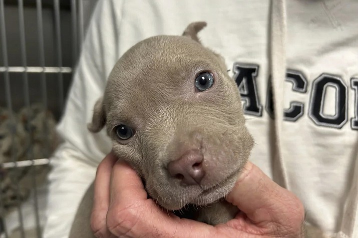 An approximately 5-week-old pit bull puppy that was found in a jacket pocket of a larceny suspect out of Roseville, Mich., is held on Jan. 16, 2024. The puppy was turned over to Macomb County Animal Control. (Chris Hall/Detroit Free Press via AP)
