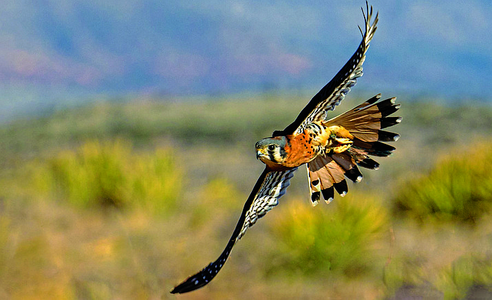 The legendary photography of Ted Grussing and the legendary falconry of Michele Losse, PhD come together for an epic performance and presentation: ‘Kestrel in Love: A Raptor Experience’. You will be amazed by the beautiful photography of these raptors — wild and part of IRFC’s group of trained raptors. (Courtesy/ SIFF)