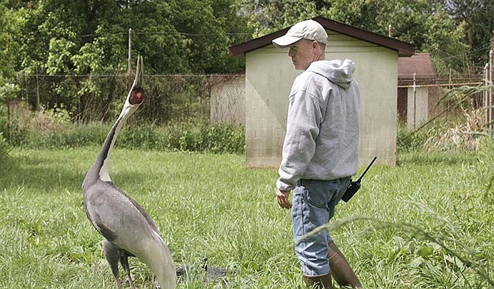 The white-naped crane Walnut and her keeper Chris Crowe walk in the grounds of her habitat at the Smithsonian's National Zoo in 2021. The crane, who fell for her keeper Crowe at the National Zoo, has passed away at age 42. (Roshan Patel/Smithsonian’s National Zoo and Conservation Biology Institute via AP)
