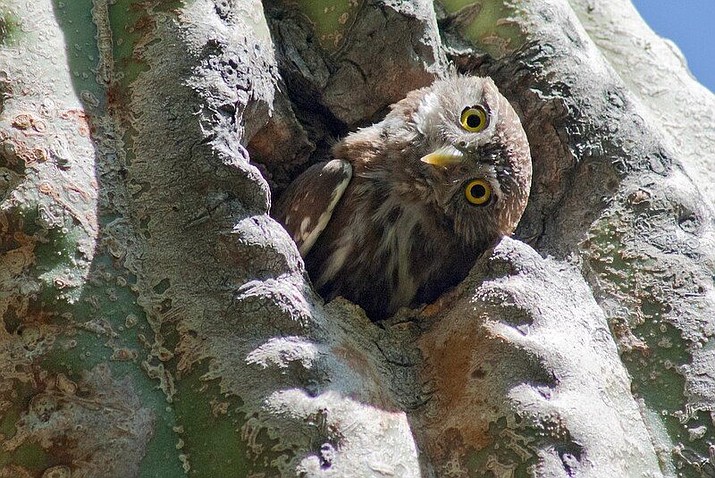 Cactus ferruginous pygmy owl nesting in a saguaro cacti. (Photo by Sky Jacobs/Center for Biological Diversity)