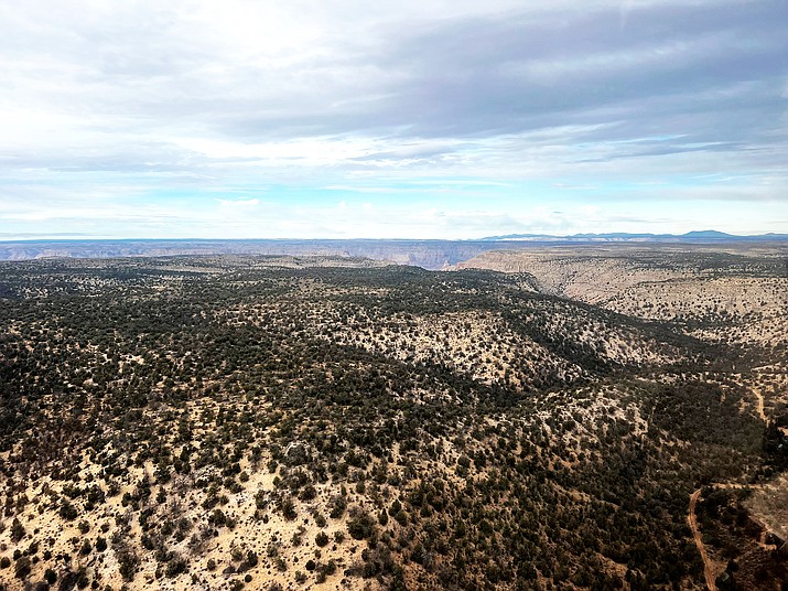 Kaibab National Forest considering re-issuing a 10-year grazing permit on the rain tank allotment on the Tusayan Ranger District. (Loretta James/WGCN)