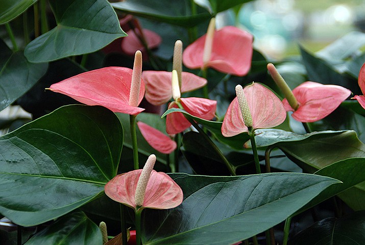 Anthuriums are a low-maintenance and long-blooming plant, giving your Valentine heart-shaped flowers to enjoy. (MelindaMyers.com/Courtesy)
