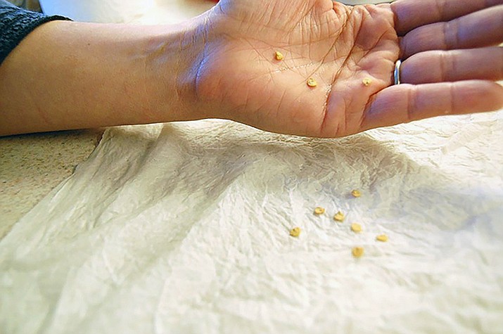 This image provided by Jessica Damiano shows a seed-germination test in progress on Long Island New York, as 10 Jackpot pepper hybrid seeds are placed on a moist paper towel Next, they will be folded into the towel and placed into a zipper-top plastic bag to retain warmth and moisture. Within a week or so, the viable seeds will sprout roots. (Jessica Damiano/AP)