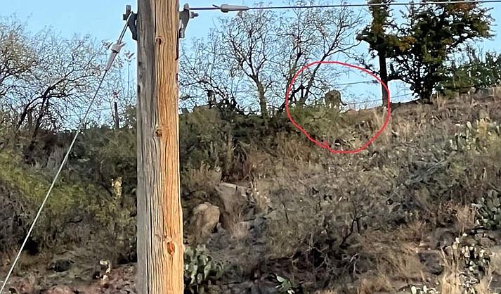 A mountain lion was spotted near the Little Daisy, off UVX Road on Nov. 22, 2023. (Jerome Police photo)