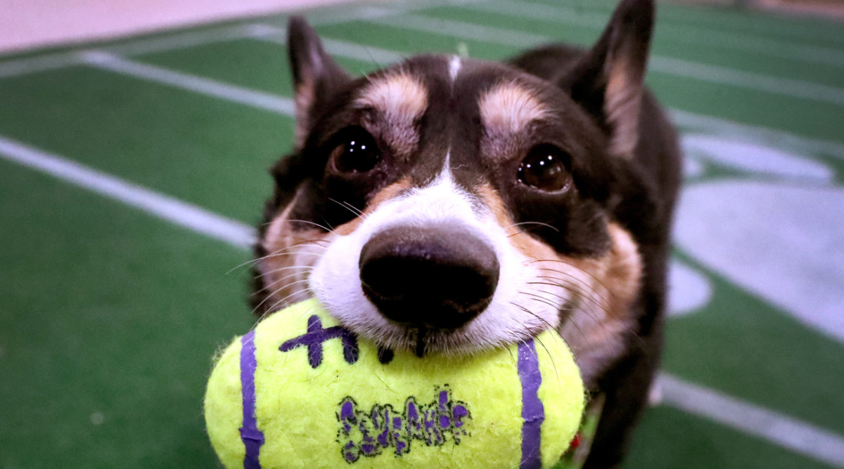 How to Watch, Stream Puppy Bowl 2024 on Animal During Super Bowl