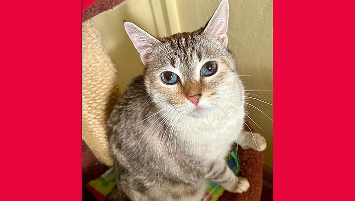 Rosie is 8-1/2 years old and is a Lynx tabby, Siamese looking with blue eyes. (Courtesy photo)