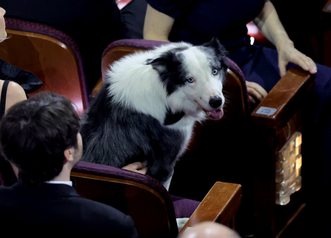 Why Fans Feel ‘Fooled’ By Messi the Dog's Adorable Oscars Appearance